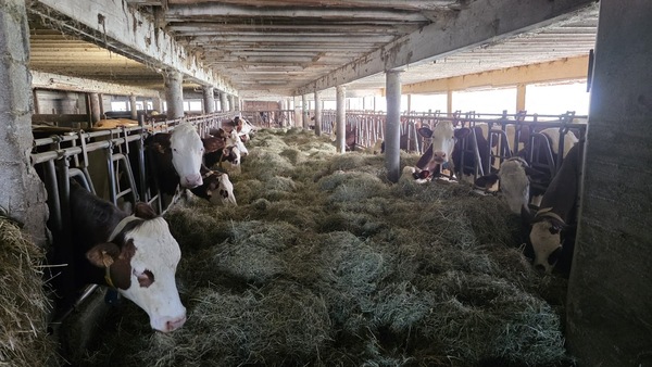 パリに春の訪れ！雪山バカンスでのそり滑り＆絶品スモークラクレット