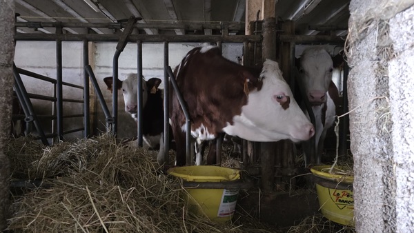 パリに春の訪れ！雪山バカンスでのそり滑り＆絶品スモークラクレット