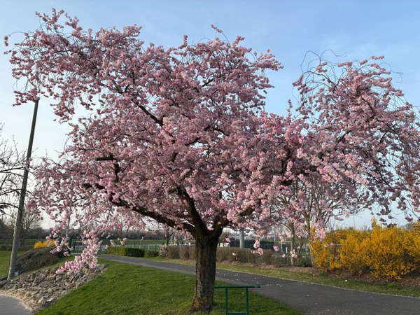 パリに春の訪れ！雪山バカンスでのそり滑り＆絶品スモークラクレット