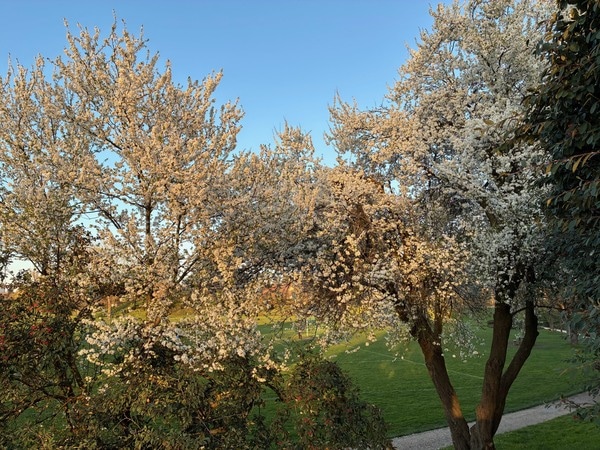 パリに春の訪れ！雪山バカンスでのそり滑り＆絶品スモークラクレット