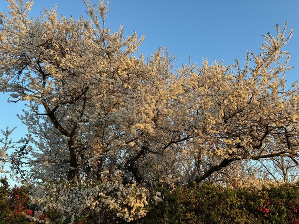 パリに春の訪れ！雪山バカンスでのそり滑り＆絶品スモークラクレット