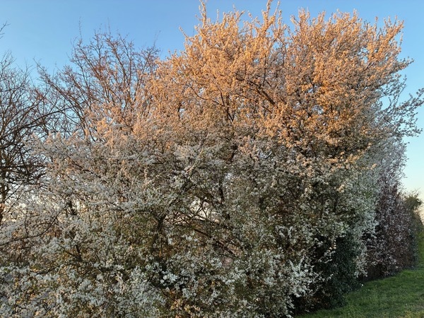 パリに春の訪れ！雪山バカンスでのそり滑り＆絶品スモークラクレット