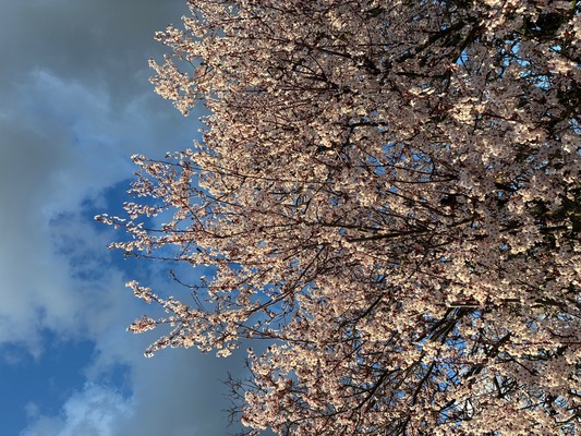 パリに春の訪れ！雪山バカンスでのそり滑り＆絶品スモークラクレット